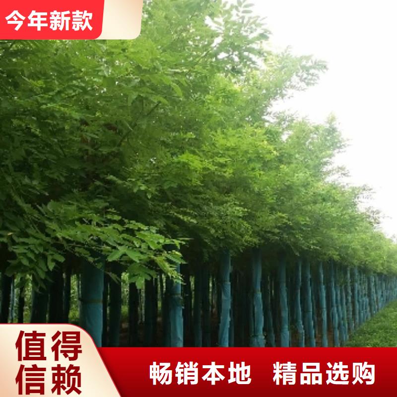 洋槐_我们是厂家