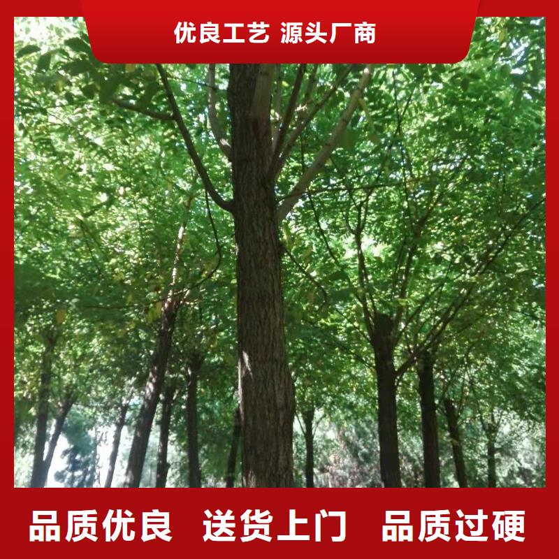 采购洋槐必看-可信赖