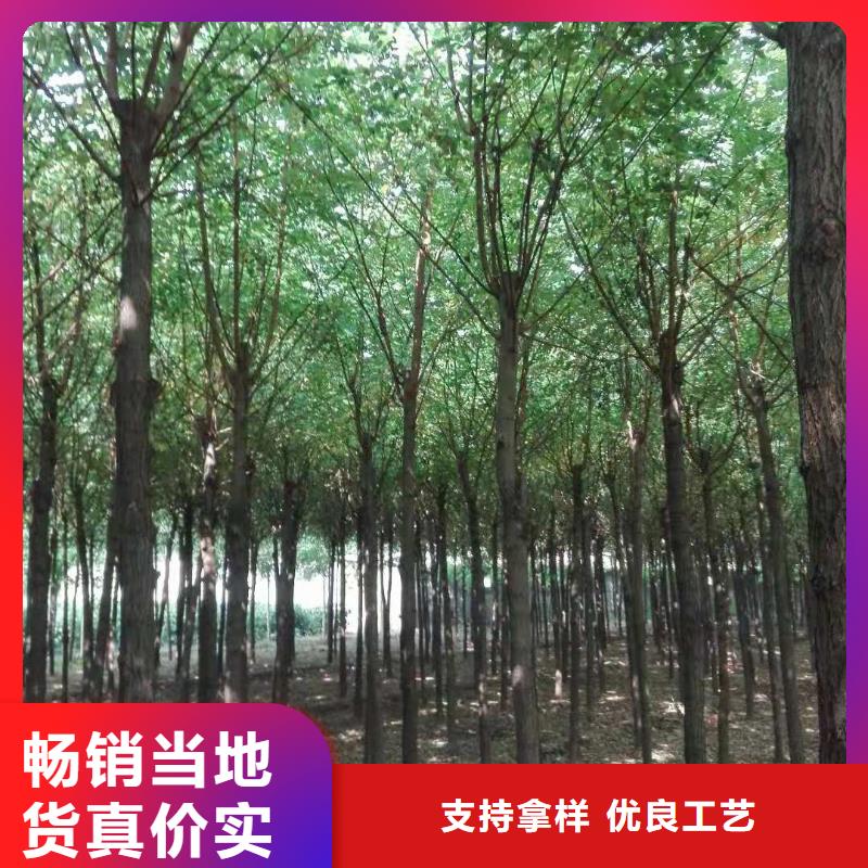 重信誉洋槐供应商