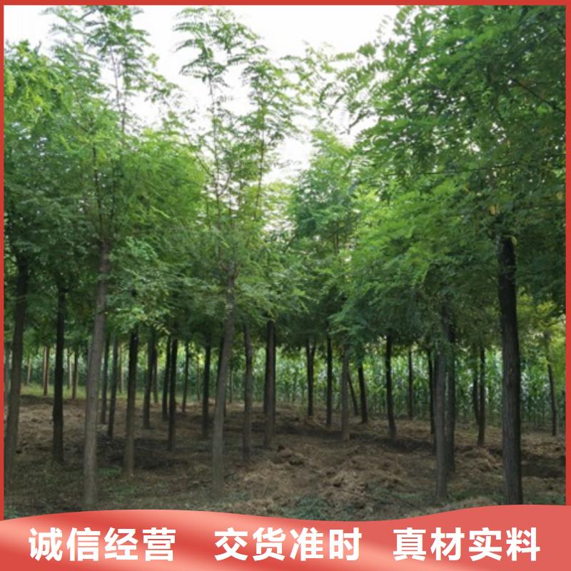 购买洋槐认准博野鑫荣苗圃场