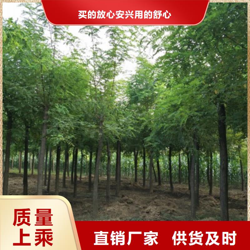 洋槐选材用心
