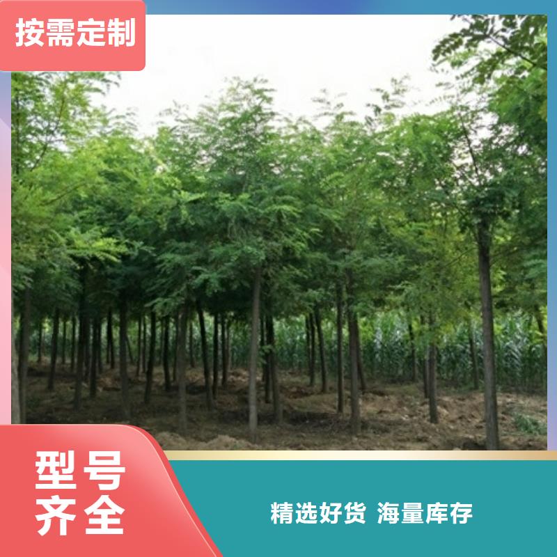 买洋槐认准博野鑫荣苗圃场