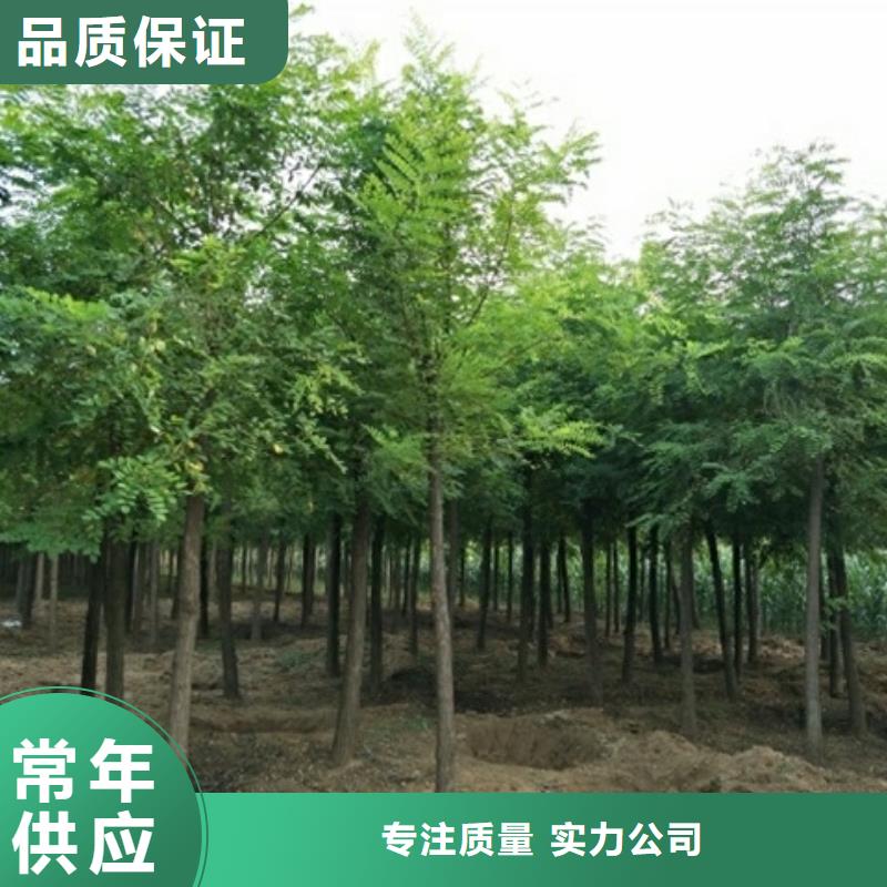 购买洋槐认准博野鑫荣苗圃场