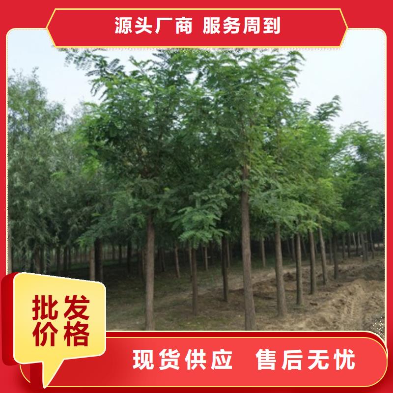 洋槐低价保真