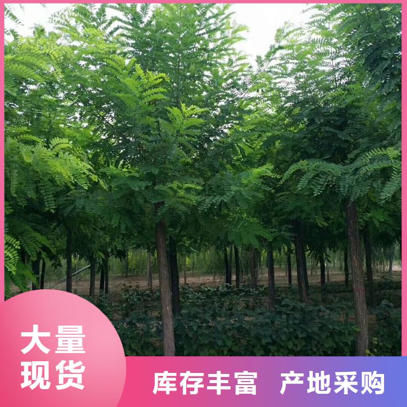 洋槐_我们是厂家