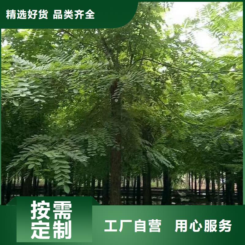 洋槐厂家服务周到