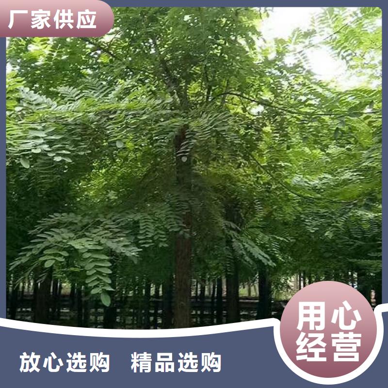 洋槐-洋槐供货商