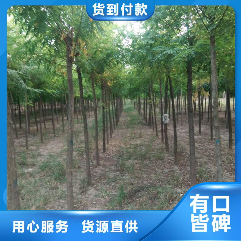 洋槐-洋槐供货商