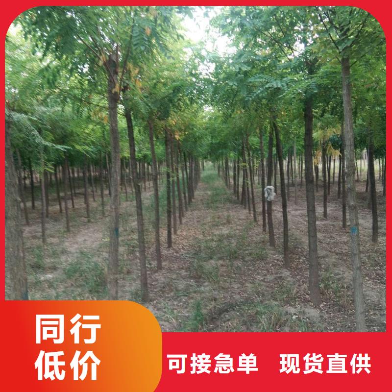 购买洋槐认准博野鑫荣苗圃场