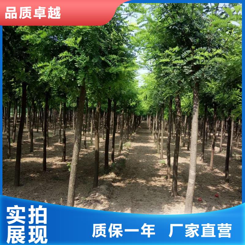 洋槐_我们是厂家