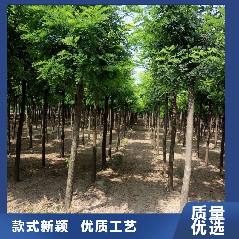 洋槐厂家-质量保证