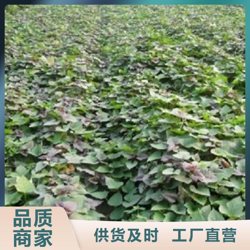 红薯苗直供库存充足