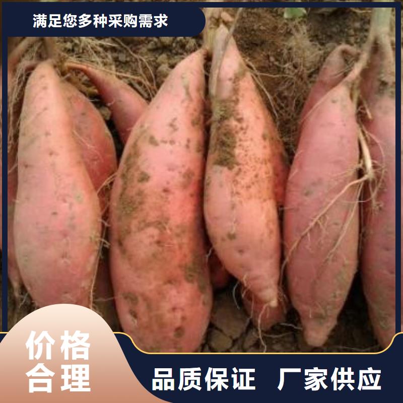 红薯苗企业-让您放心当地经销商