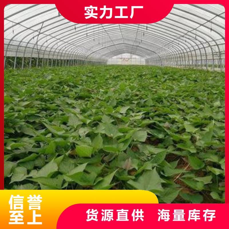临翔红薯苗量大优先发货