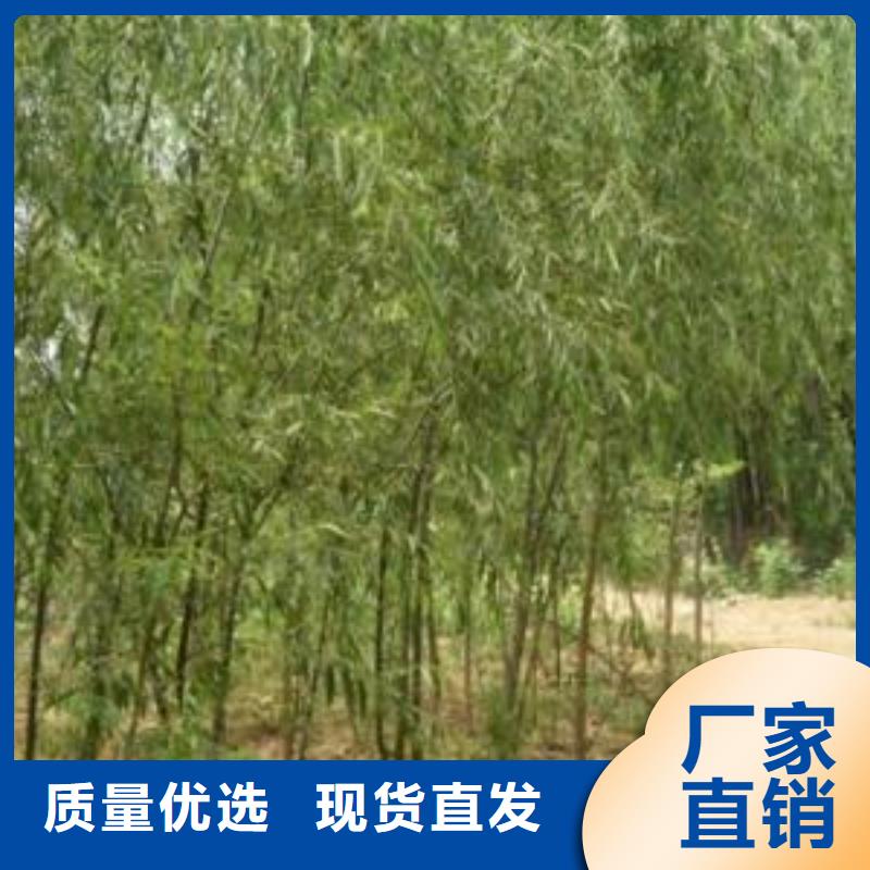 紫薯苗厂家直销-乐农食品有限公司