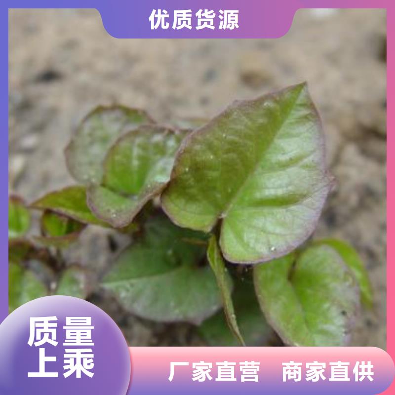 紫薯苗-紫薯苗品牌厂家