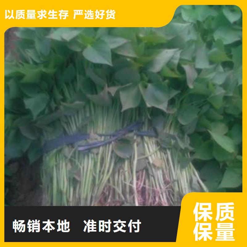 紫薯苗厂家直售