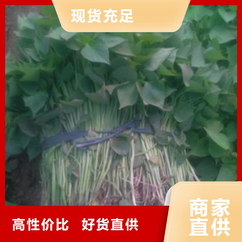 ：紫薯苗生产厂家