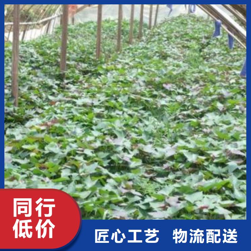 紫薯苗厂家价格优惠