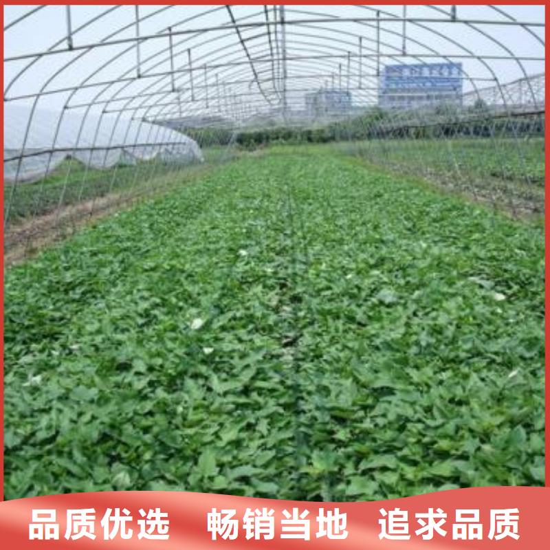 紫薯苗优惠中