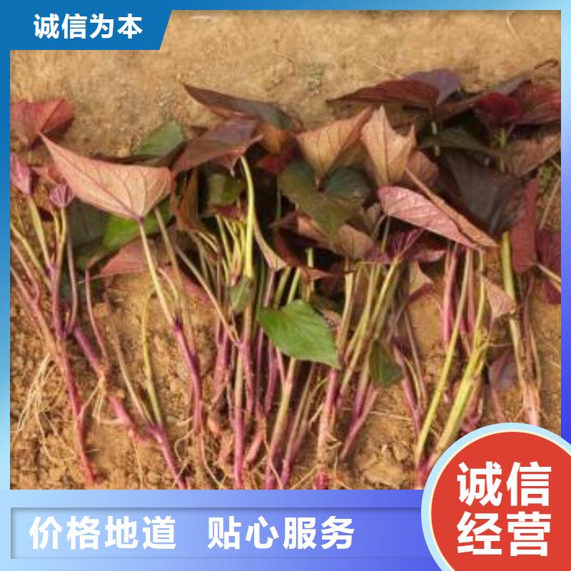 紫薯苗、紫薯苗生产厂家-发货及时