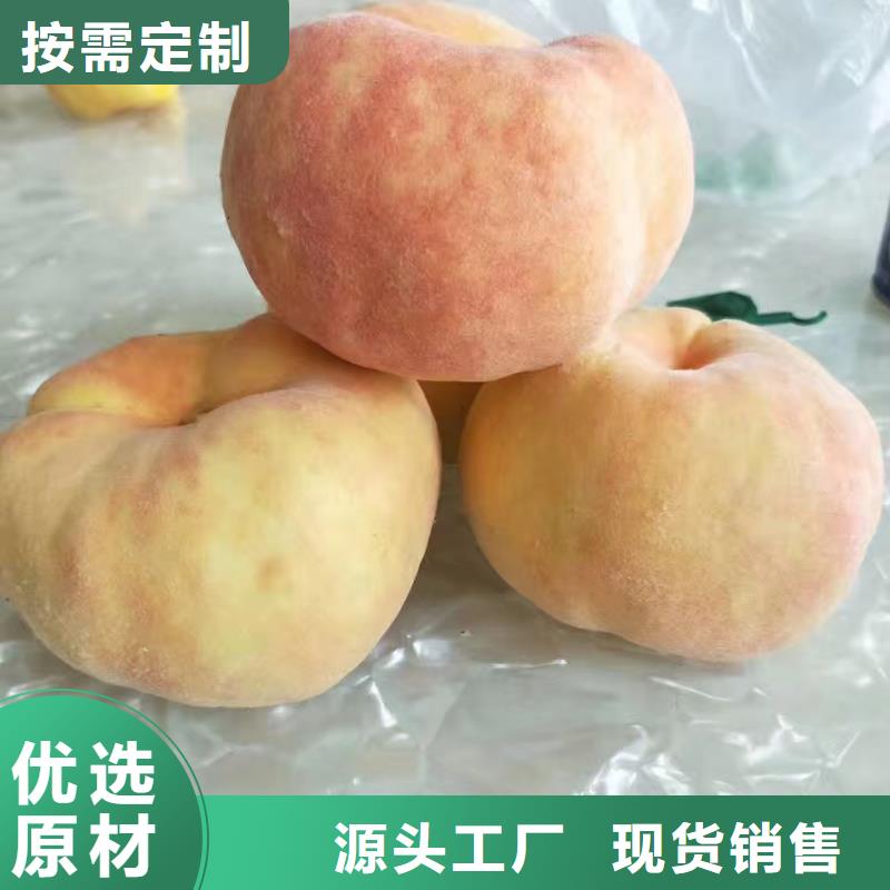 常年供应桃树苗-现货供应实拍品质保障
