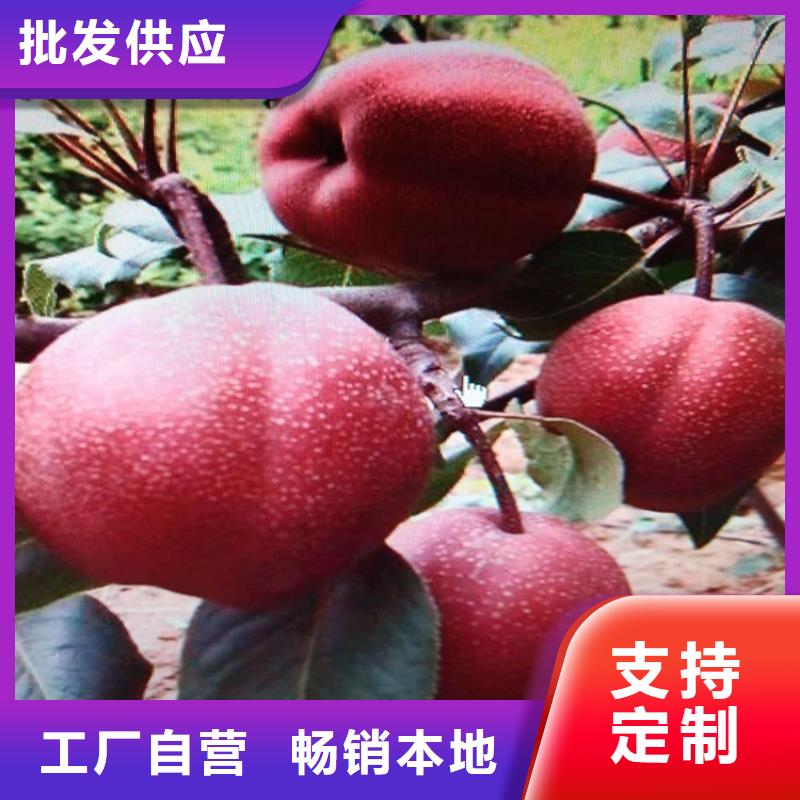 梨树苗生产厂商