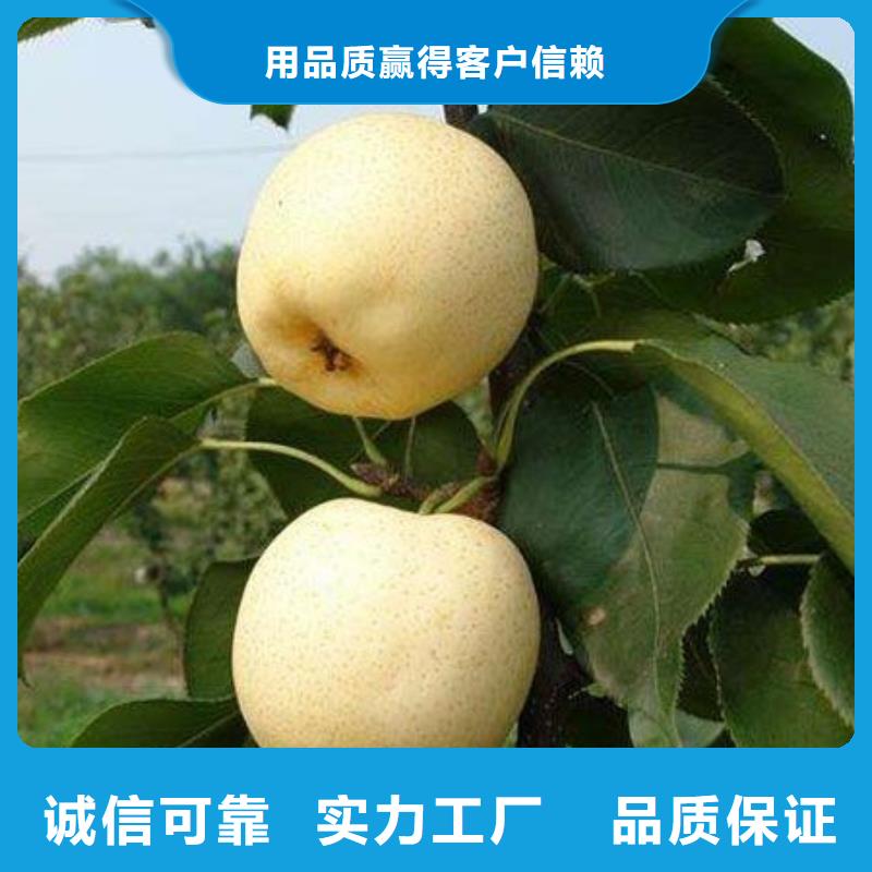 梨树苗厂家找开发区润盛园艺场