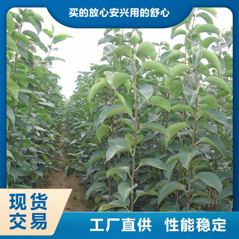 可定制的梨树苗品牌厂家