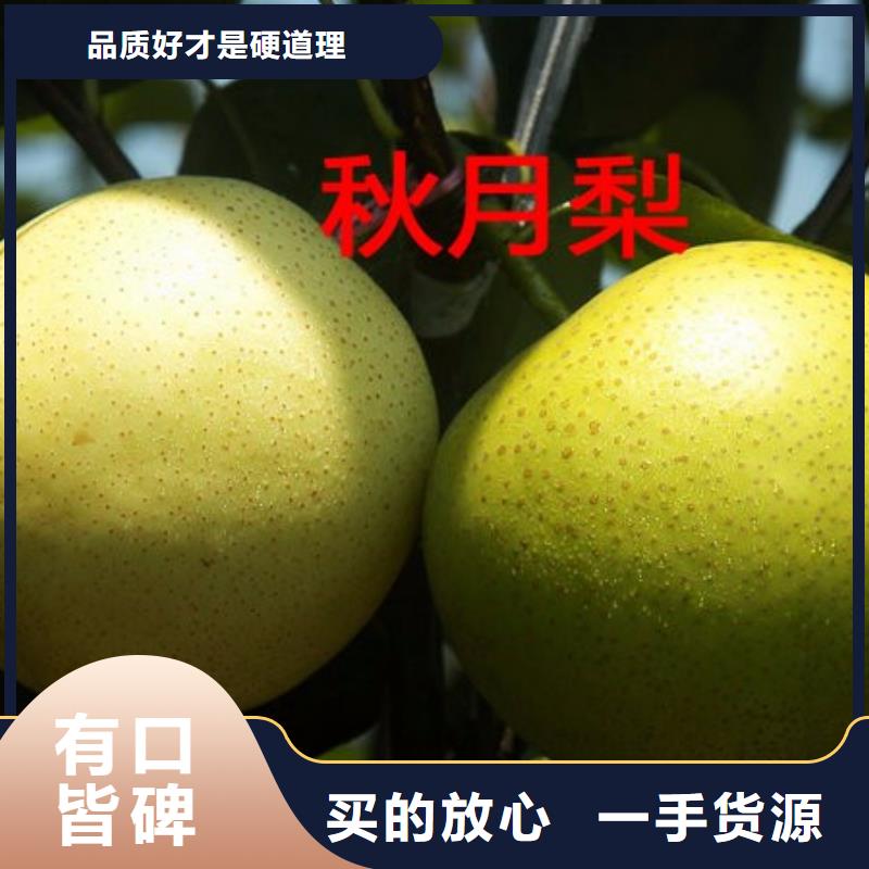 梨树苗-梨树苗质量过硬