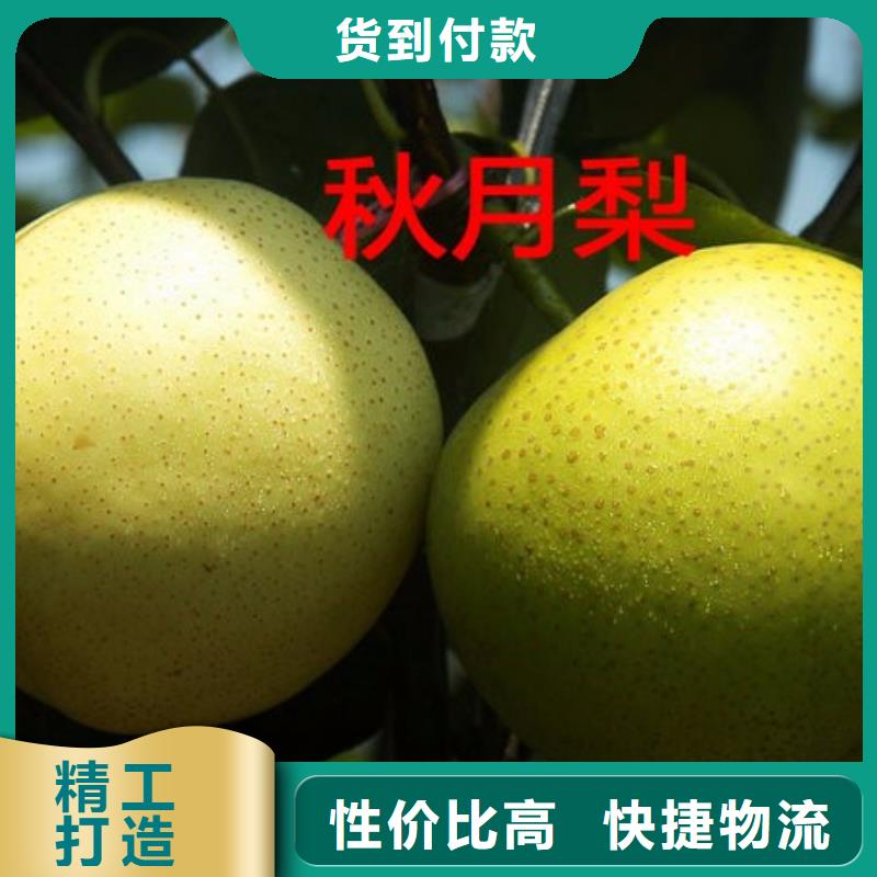 梨树苗定制-不另行收费