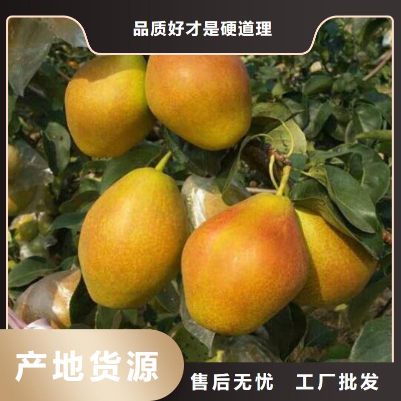 梨树苗定做价格