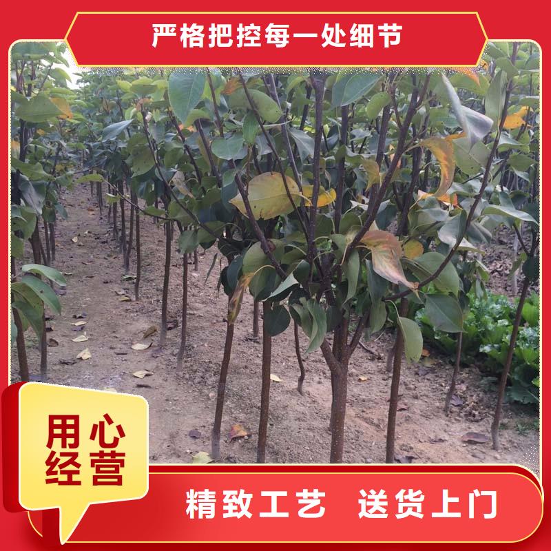 梨树苗远销海外