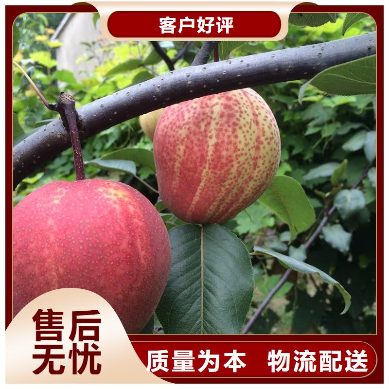 梨树苗大量现货