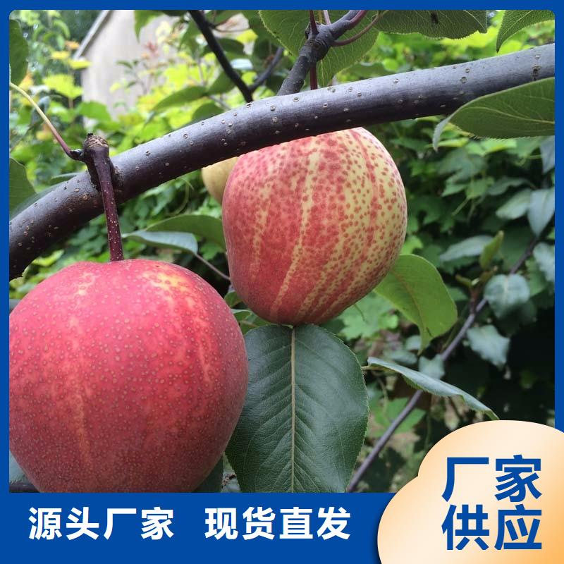 梨树苗发货快
