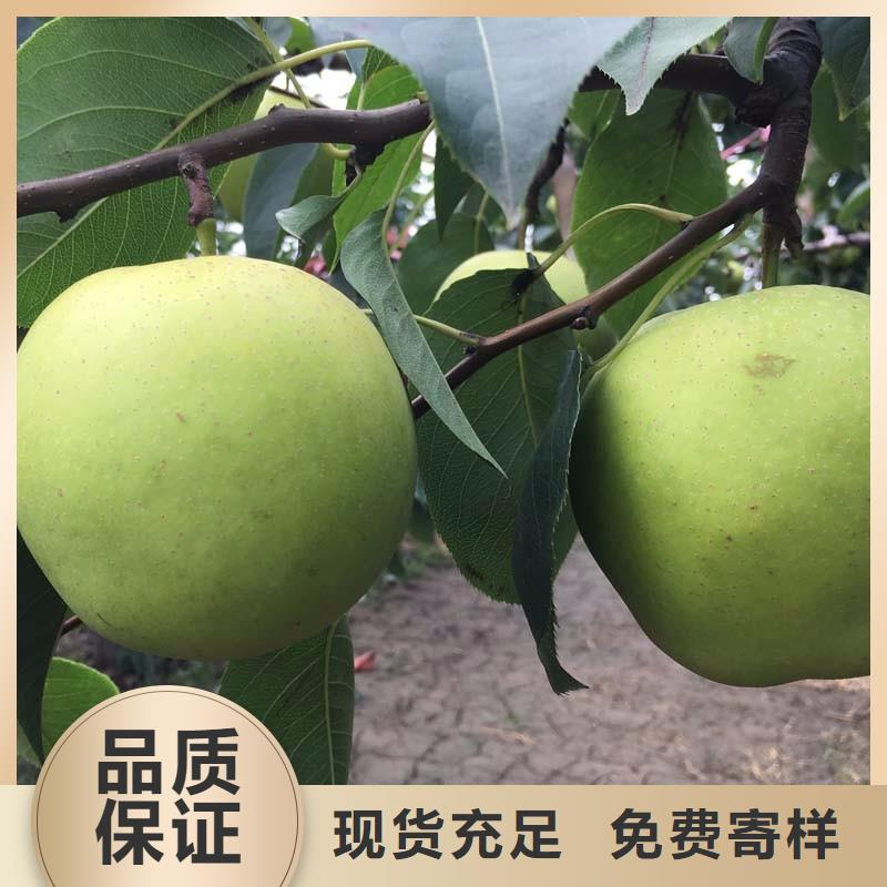 梨树苗本地正规大厂