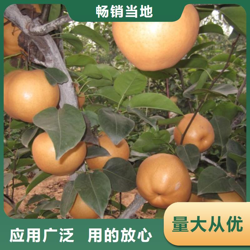 价格低的梨树苗现货厂家