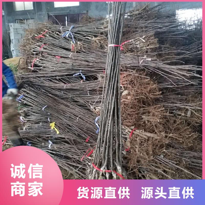 梨树苗本地正规大厂