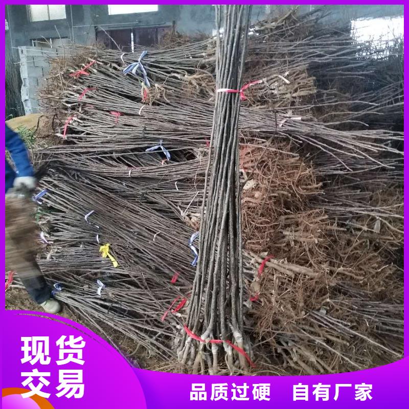 梨树苗来图在线报价