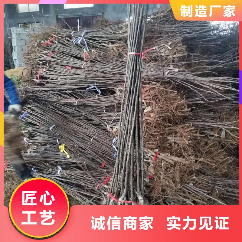 梨树苗-梨树苗放心