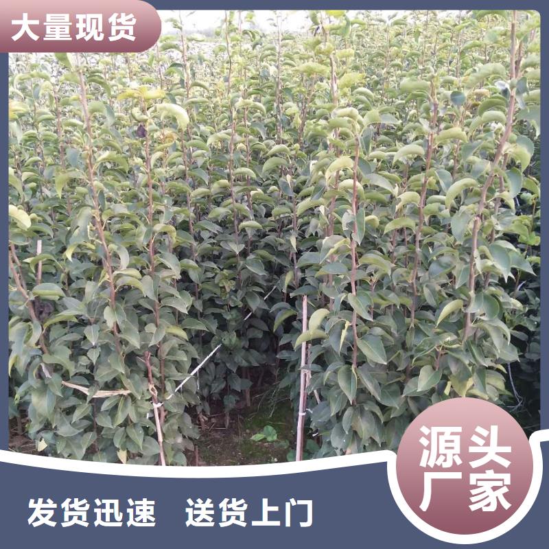 梨树苗厂家按需定制