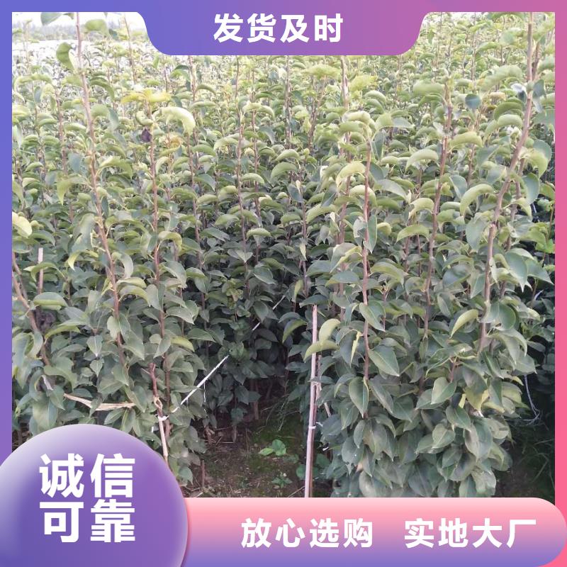 梨树苗全国销售点