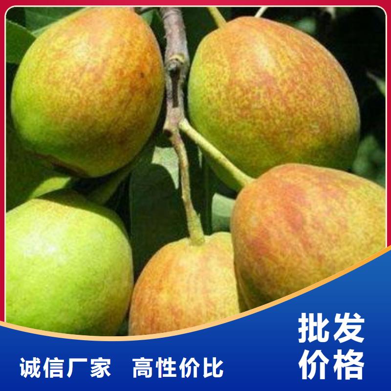 梨树苗存货充足