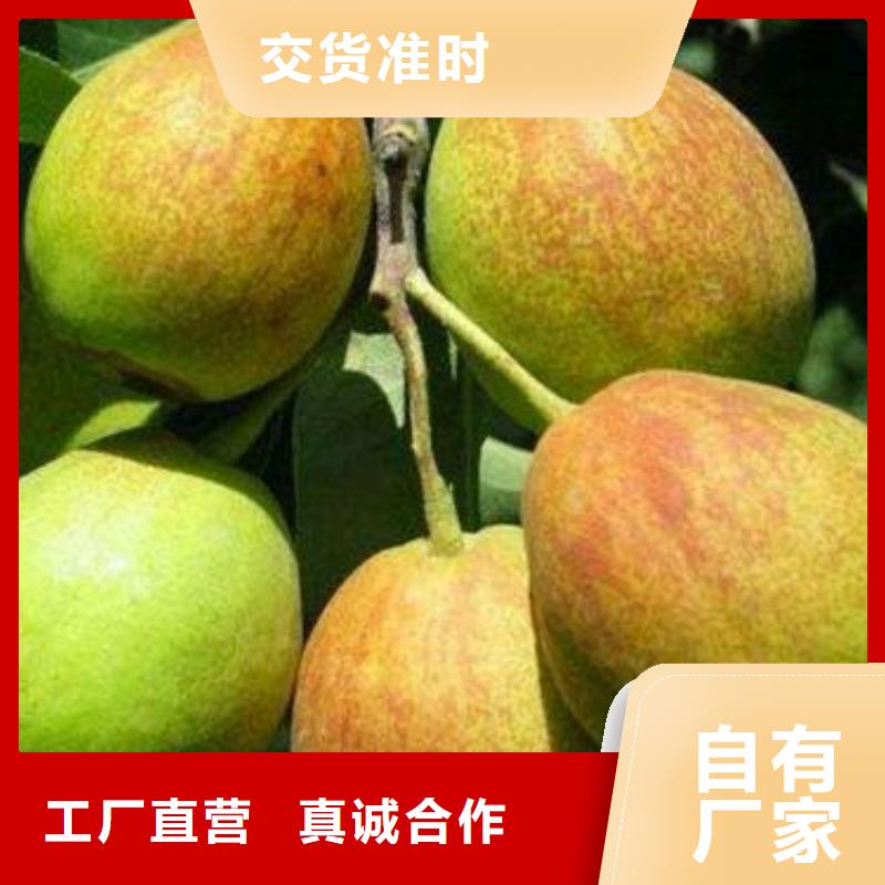 梨树苗品牌厂家价格优惠