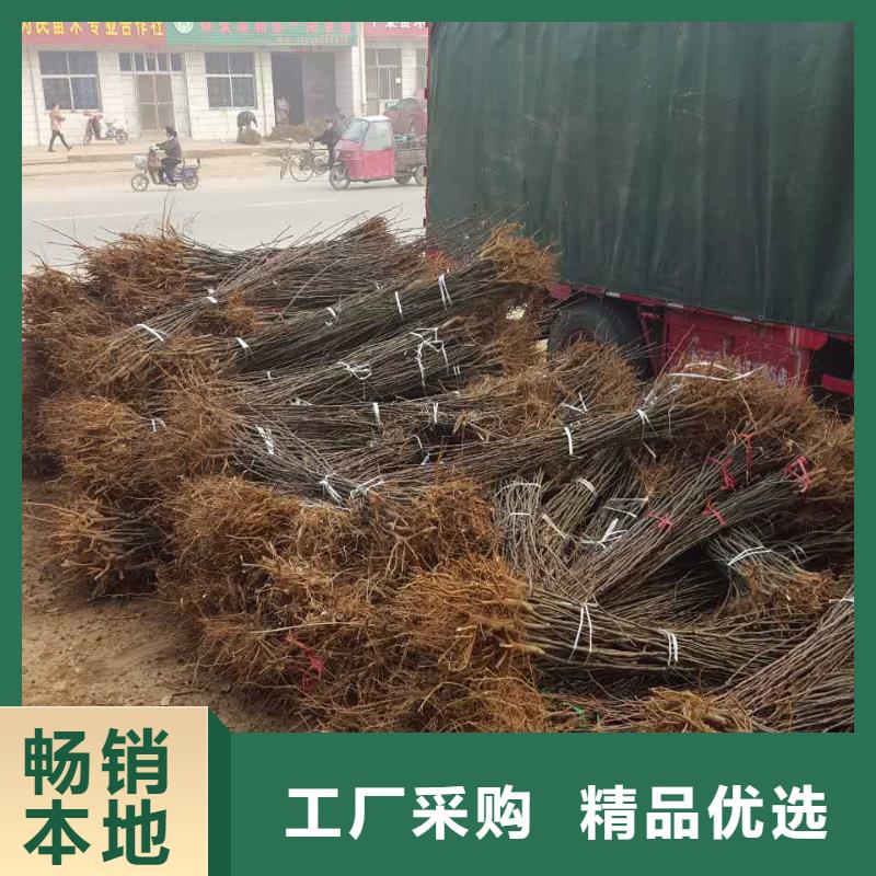 梨树苗-梨树苗欢迎您
