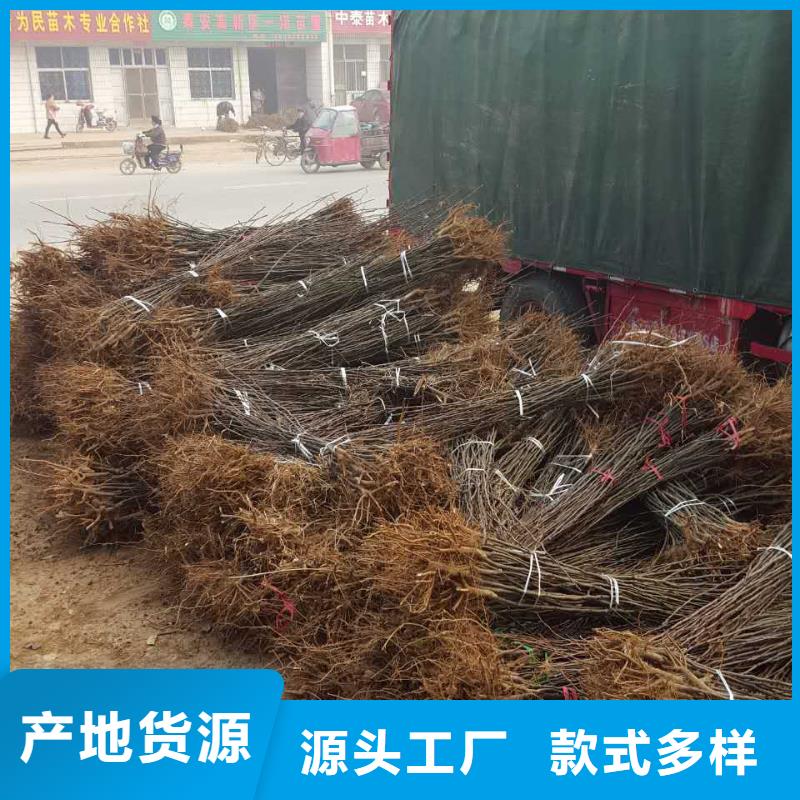 梨树苗厂家服务热线