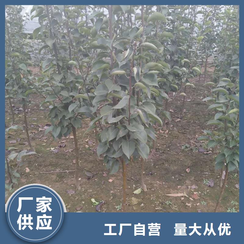 梨树苗厂家服务热线