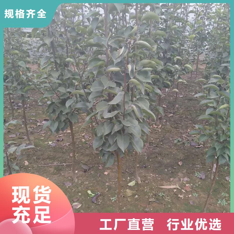 梨树苗-梨树苗放心