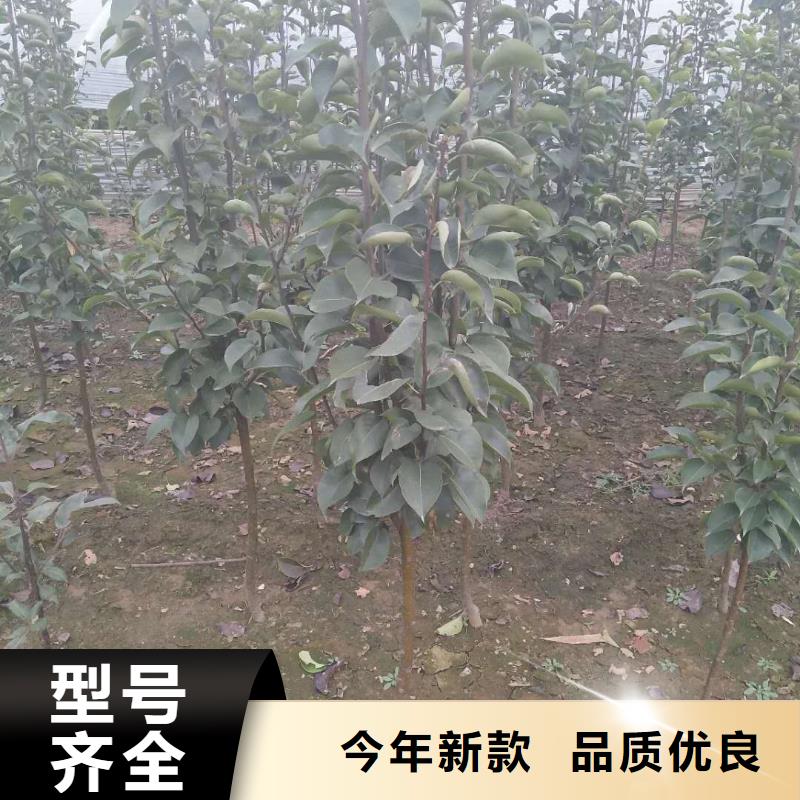 梨树苗-梨树苗放心