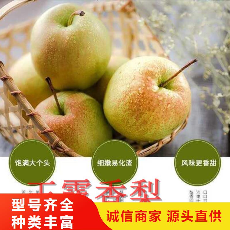 梨树苗-梨树苗欢迎您